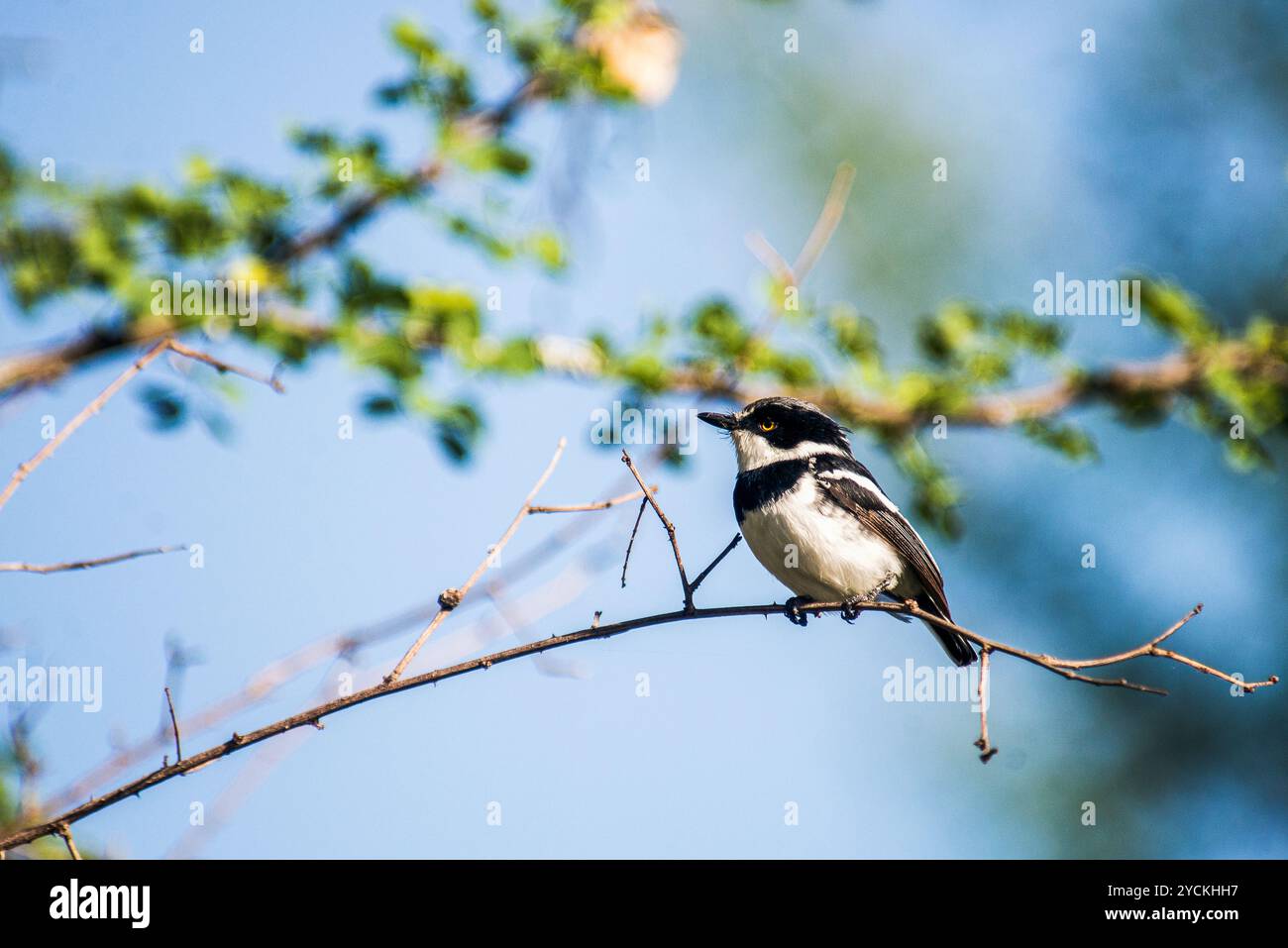 Pygmy Batis (Batis perkeo) - Amudat Karamoja Foto Stock