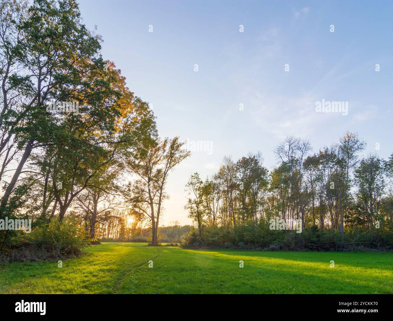 Hohenau an der March: Foreste ripariali sul fiume Morava (marzo), Marchauen a Weinviertel, Niederösterreich, bassa Austria, Austria Foto Stock
