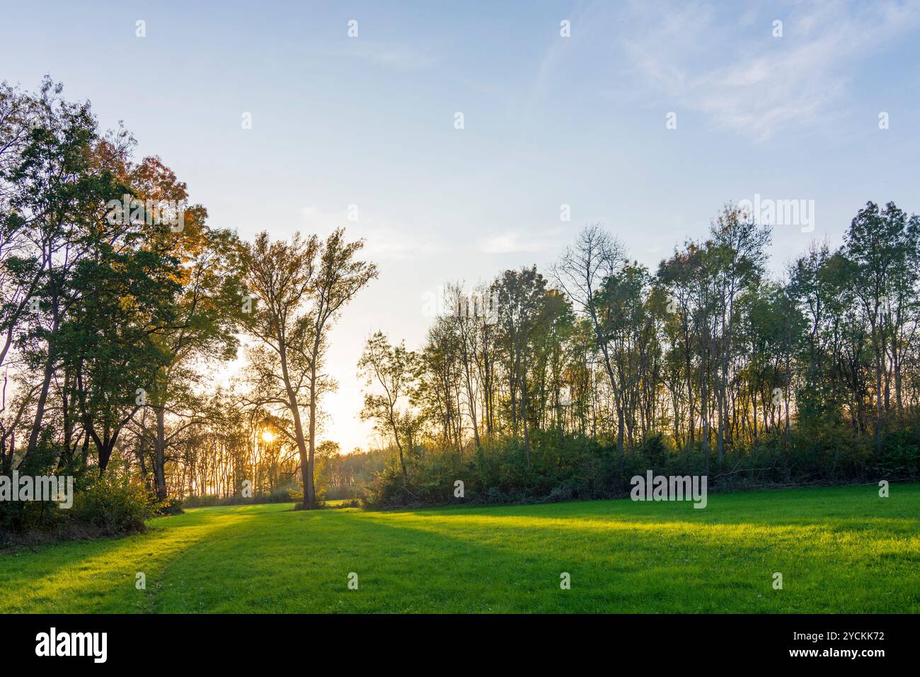 Hohenau an der March: Foreste ripariali sul fiume Morava (marzo), Marchauen a Weinviertel, Niederösterreich, bassa Austria, Austria Foto Stock
