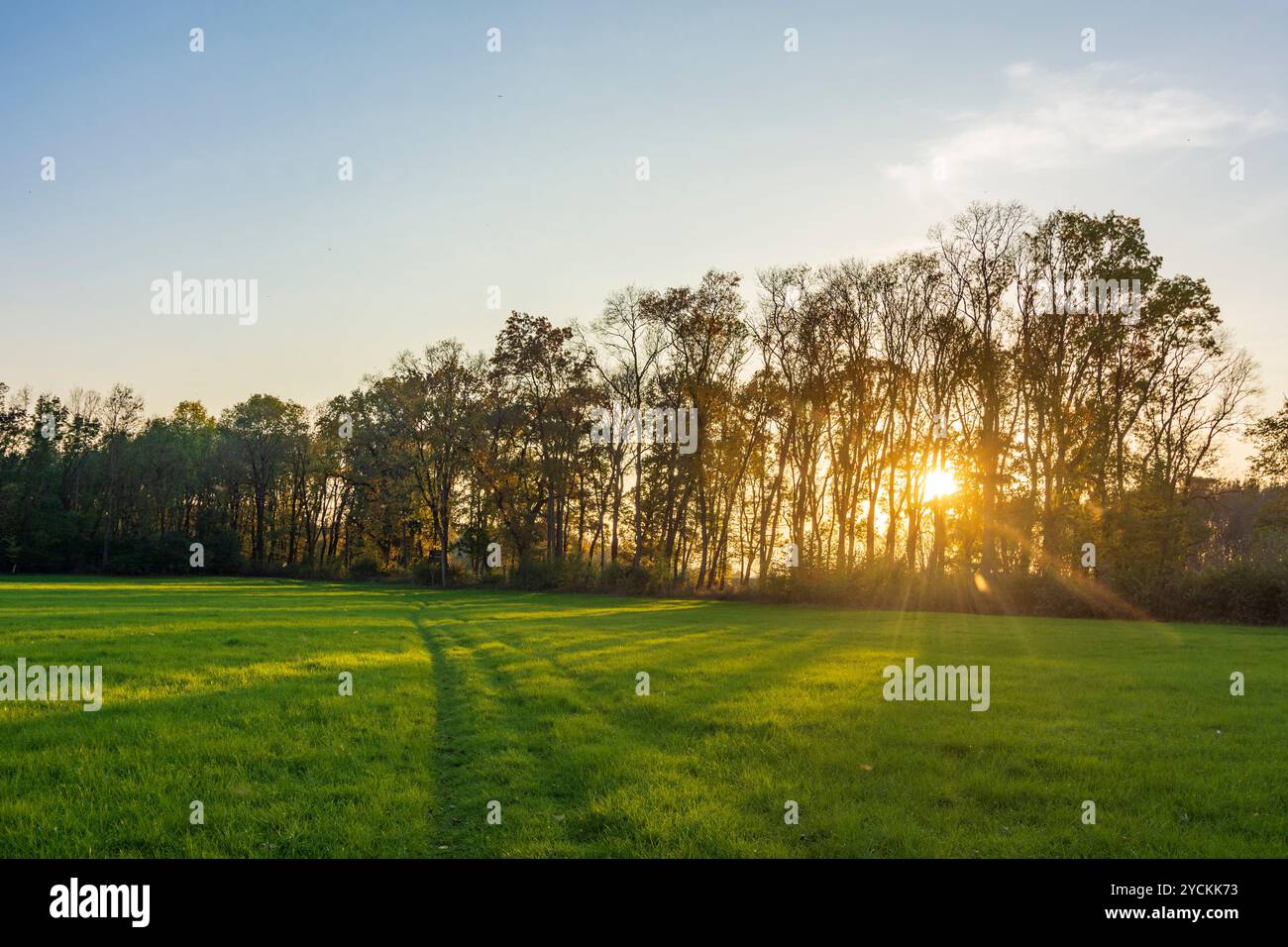 Hohenau an der March: Foreste ripariali sul fiume Morava (marzo), Marchauen a Weinviertel, Niederösterreich, bassa Austria, Austria Foto Stock