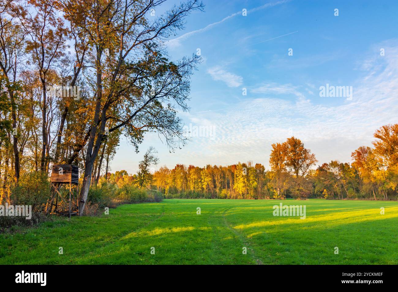 Hohenau an der March: Foreste ripariali sul fiume Morava (marzo), Marchauen a Weinviertel, Niederösterreich, bassa Austria, Austria Foto Stock
