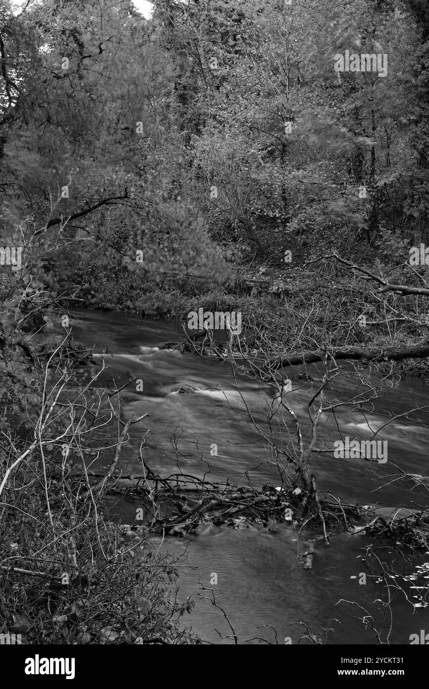 Un'immagine in bianco e nero del fiume Derwent scorre lentamente intorno e sotto gli alberi che sono caduti nel torrente nella Forge Valley Woods Foto Stock
