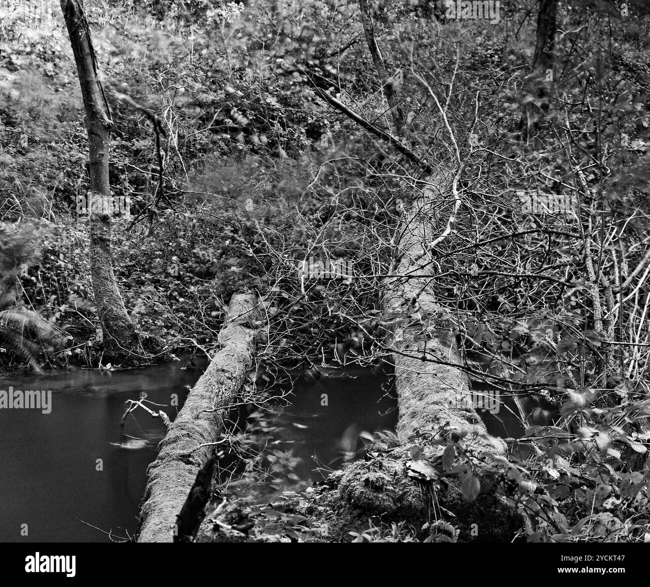 Due alberi sono caduti sul fiume Derwent nei boschi pubblici di Forge Valley Woods vicino ad Ayton, ai margini del North Yorkshire Moors National Park Foto Stock