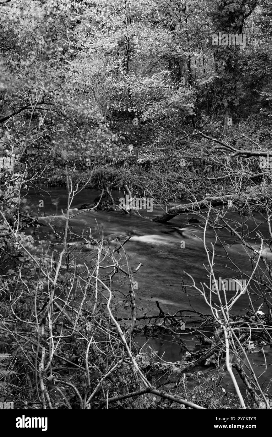 Un'immagine in bianco e nero del fiume Derwent visto attraverso gli alberi caduti mentre scorre lentamente attraverso la Forge Valley Woods Foto Stock