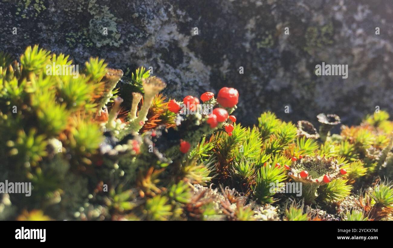 Soldato britannico lichen (Cladonia cristatella) funghi Foto Stock