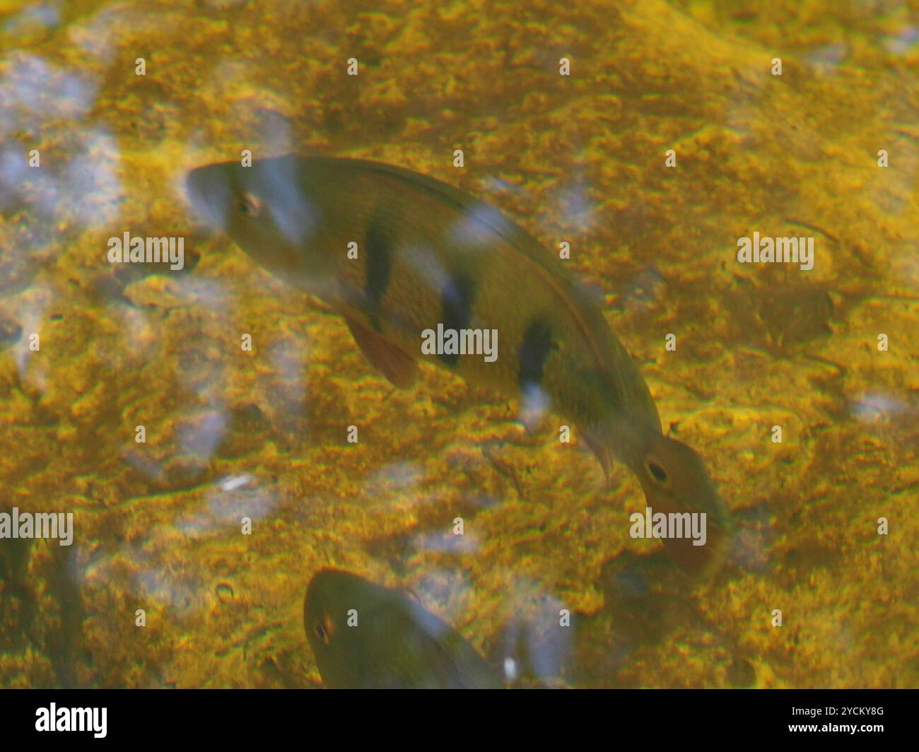 Butterfly Peacock Bass (Cichla ocellaris) Actinopterygii Foto Stock