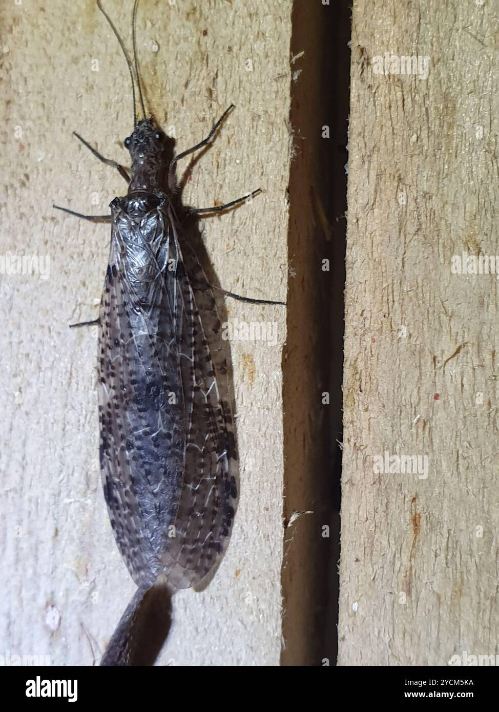 Nuova Zelanda dobsonfly (Archichauliodes diversus) Insecta Foto Stock