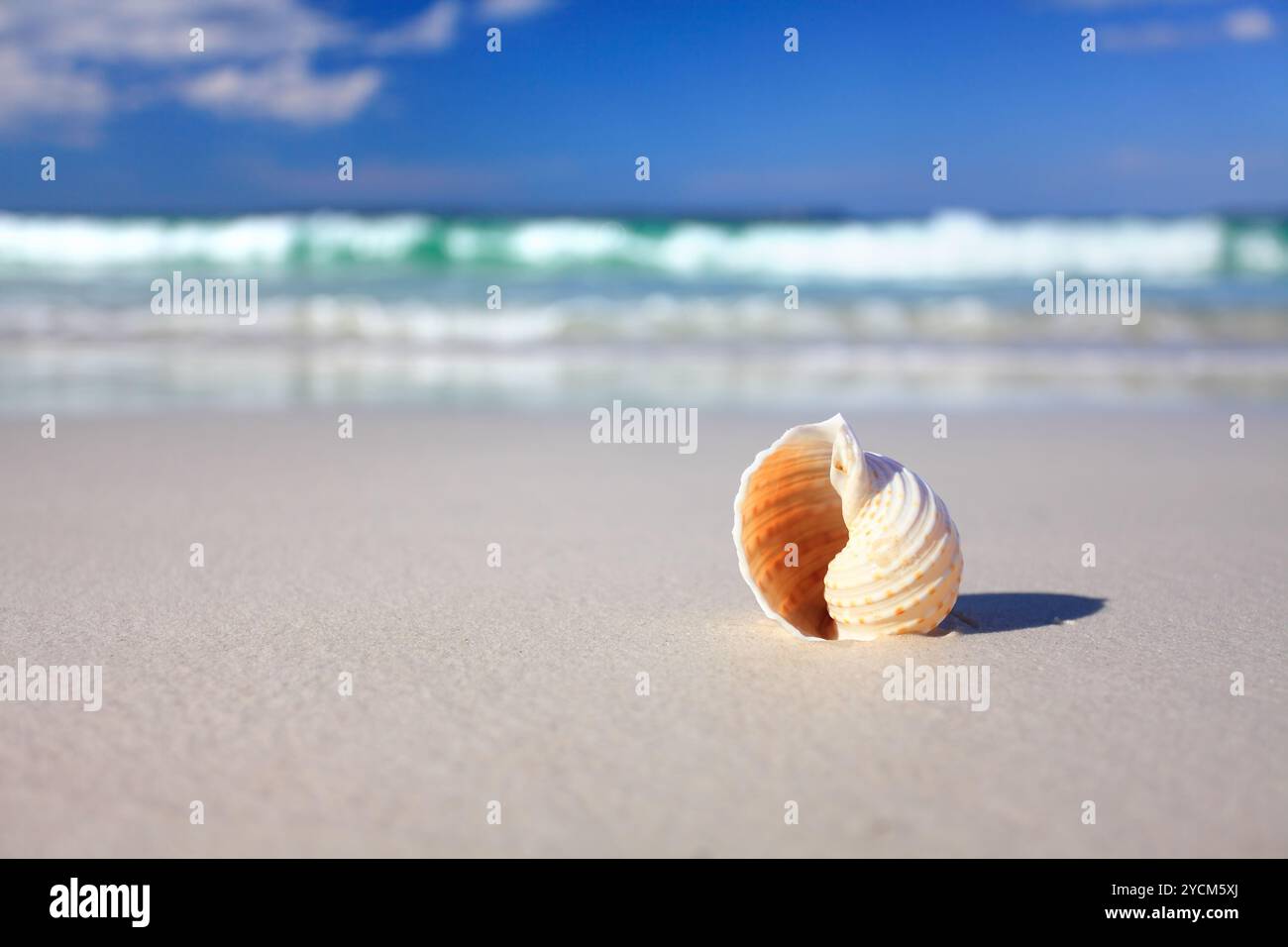 Bella conchiglia tropicale sulla spiaggia di vacanze Foto Stock