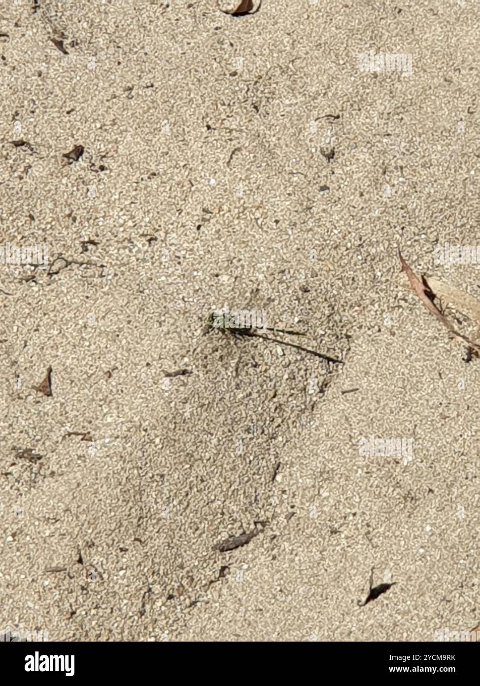 Hunter a strisce gialle (Austrogomphus guerini) Insecta Foto Stock
