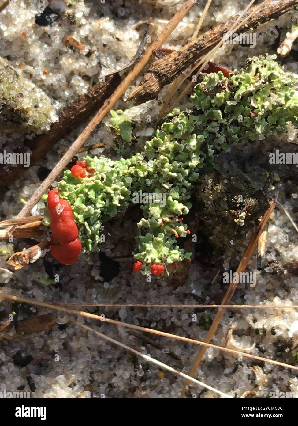 Soldato britannico lichen (Cladonia cristatella) funghi Foto Stock