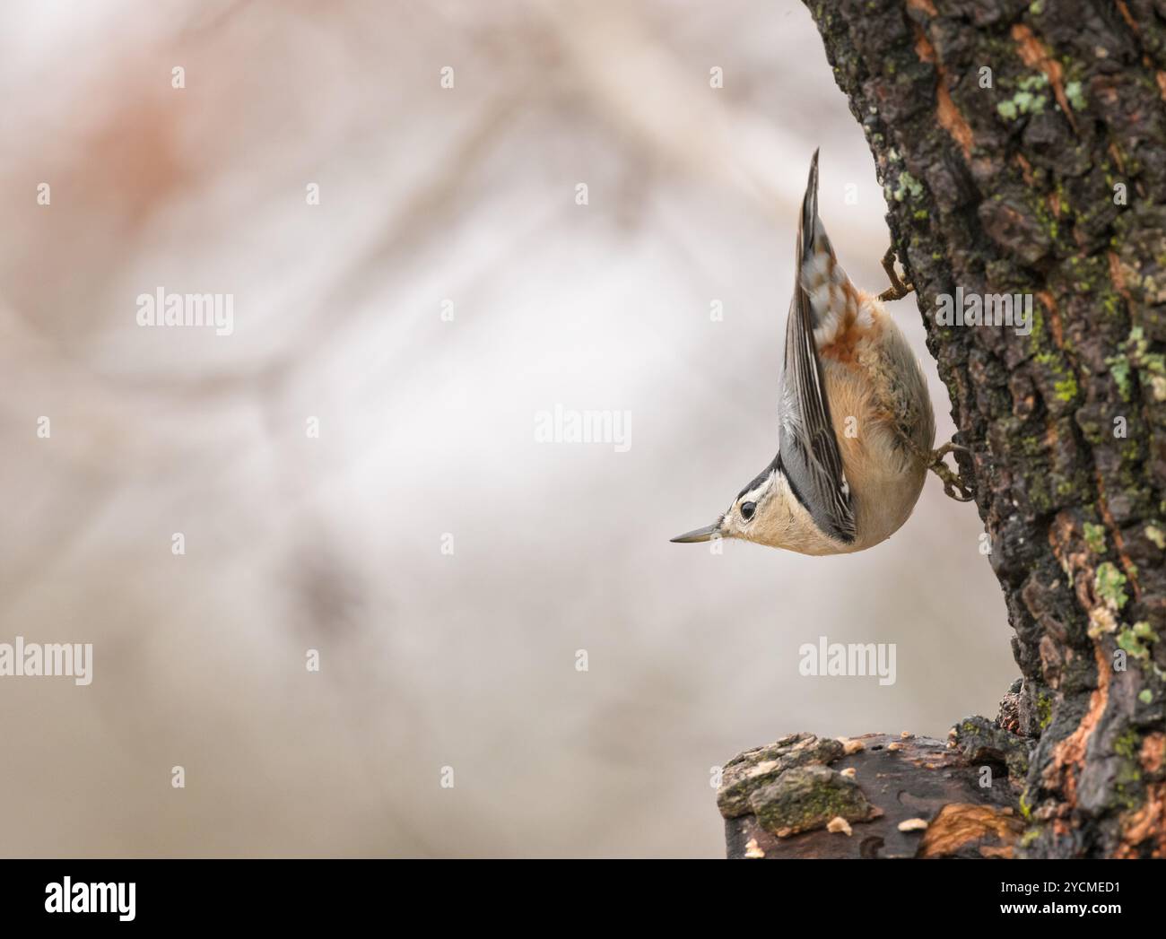 Nuthatch dal petto bianco che si arrampica a testa in giù su un albero di cachi nella sua posizione tipica; in inverno Foto Stock