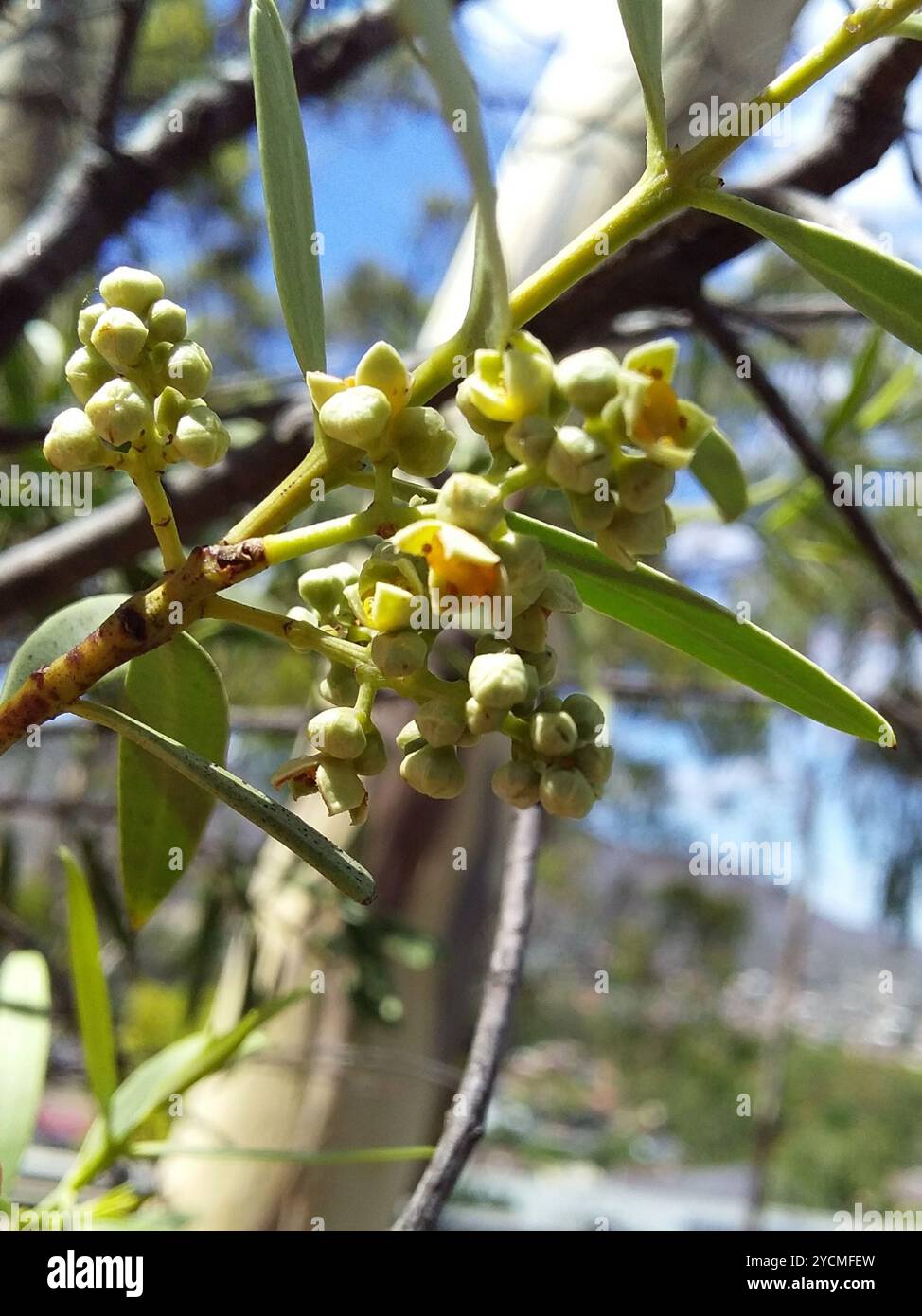 Quandong del deserto (Santalum acuminatum) Plantae Foto Stock