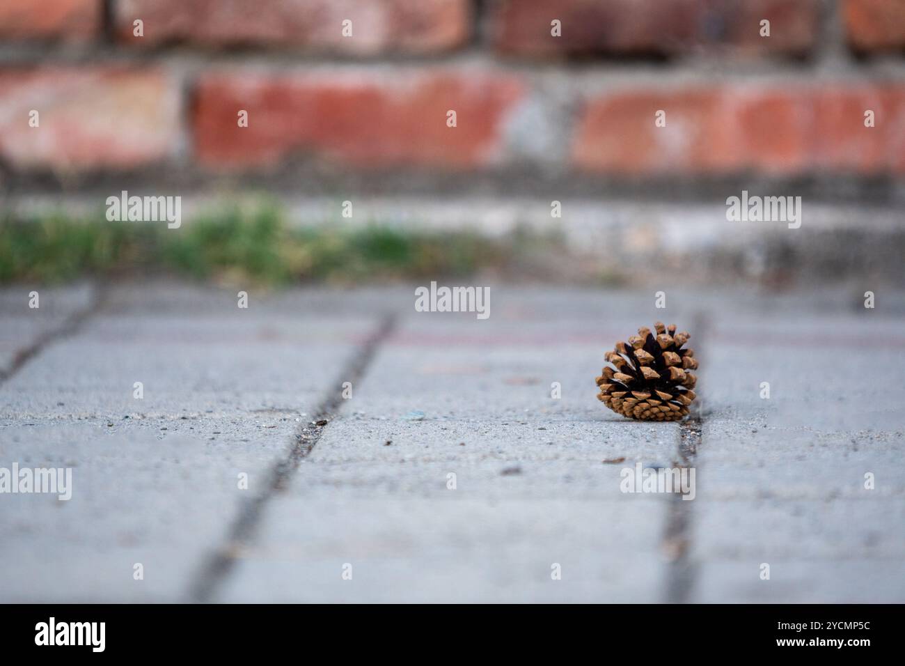 Ultimi giorni d'estate: Cono di pino caduto sul pavimento di cemento, l'autunno si avvicina Foto Stock