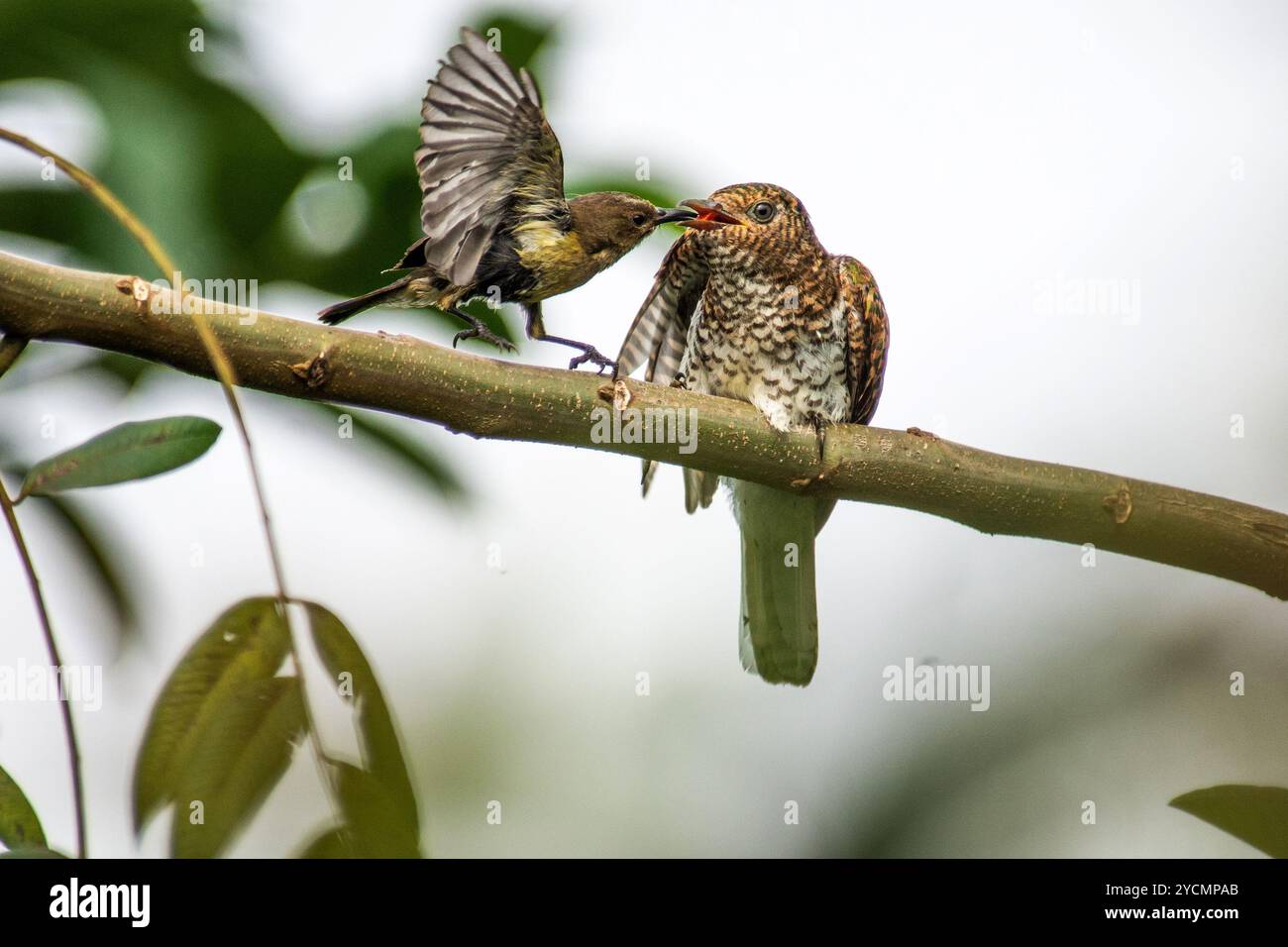 Una variabile femminile Sunbird nutre un cucù di Klaas (Chrysococcyx Klaas) pensando che sia il loro schivamento a Kasangati - Kampala Uganda. Foto Stock