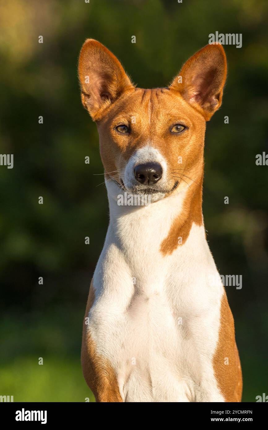 Piccola razza di cani da caccia Basenji Foto Stock