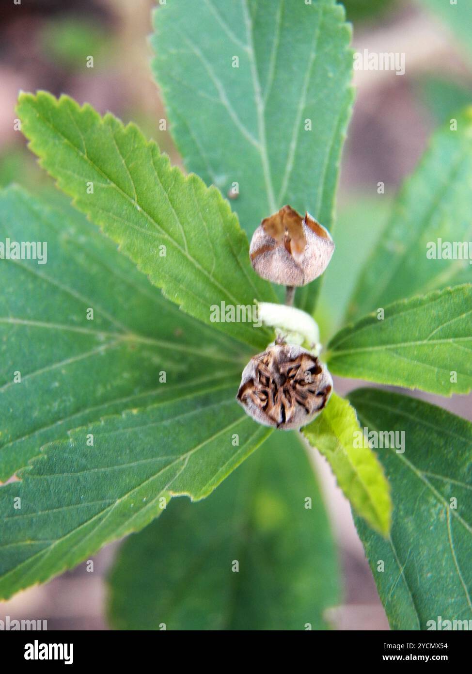 Iuta cubana (Sida rhombifolia) Plantae Foto Stock