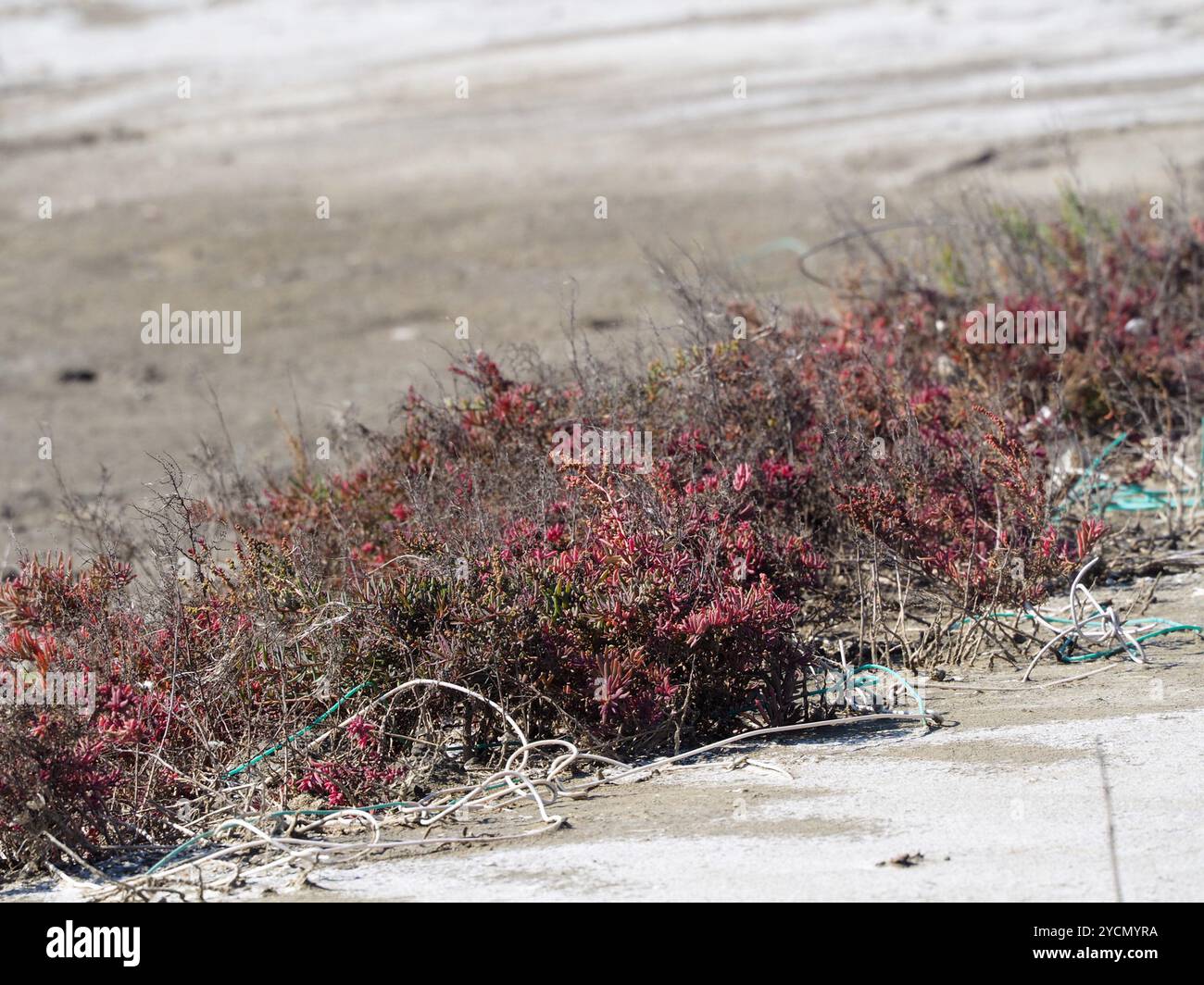 Alghe erbacee (Suaeda maritima) Plantae Foto Stock