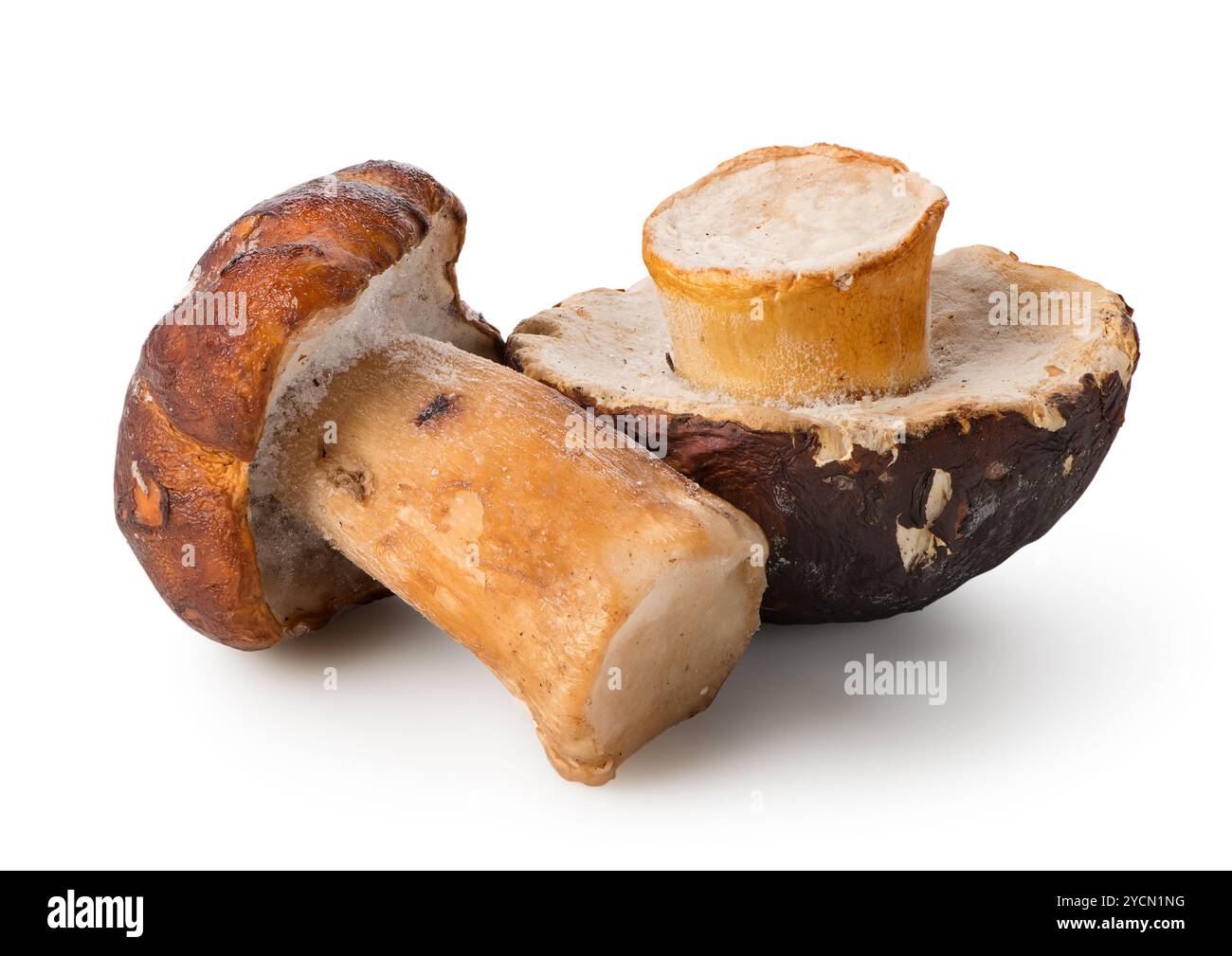 Due funghi bianchi Foto Stock