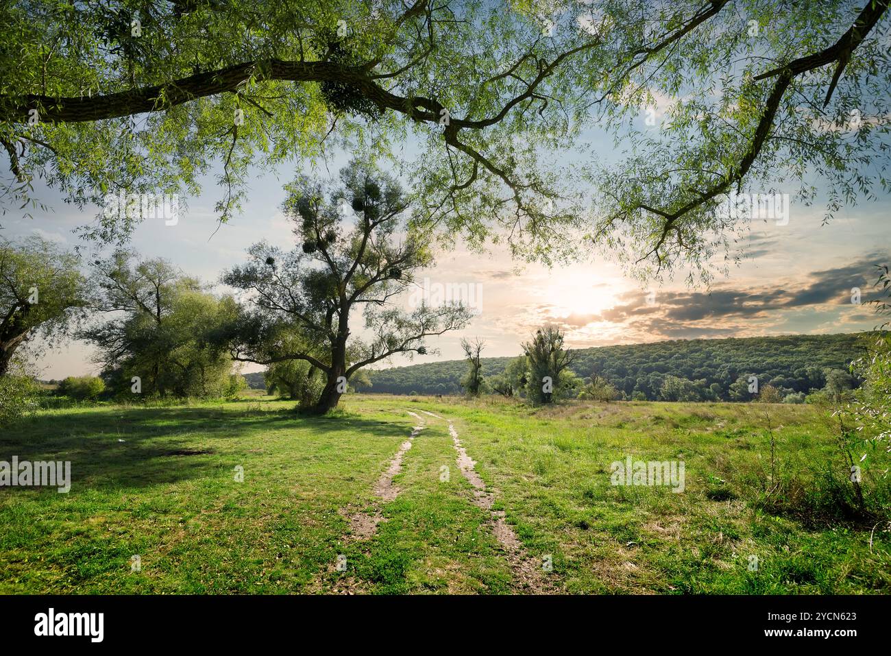 Strada di campagna nella foresta estiva Foto Stock