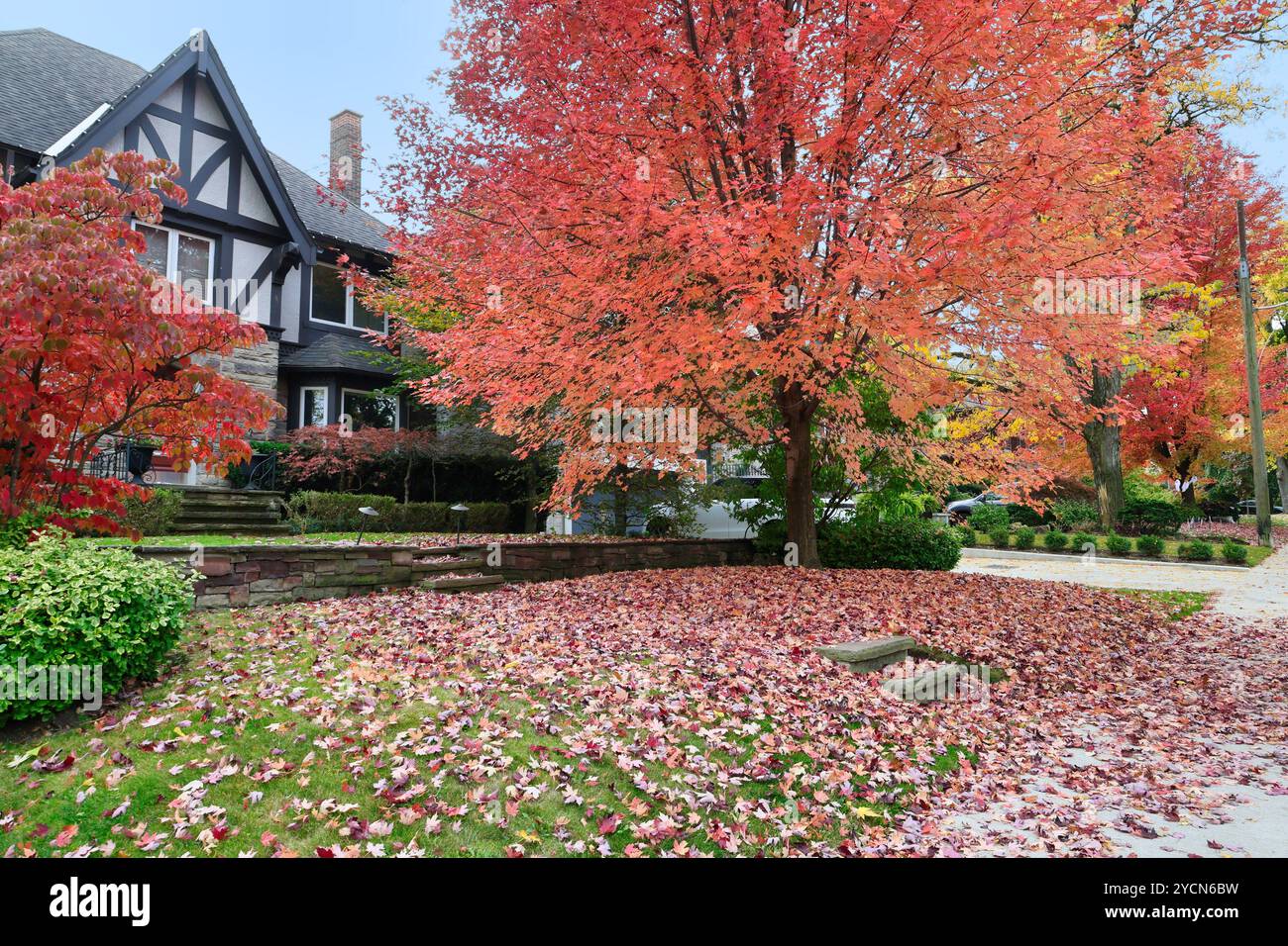 Strada residenziale e alberi dai colori autunnali Foto Stock