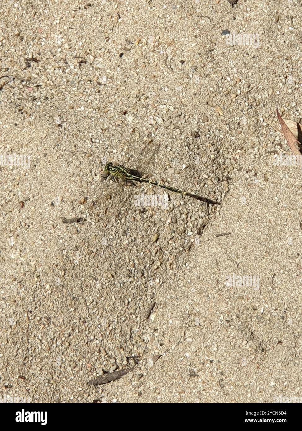 Hunter a strisce gialle (Austrogomphus guerini) Insecta Foto Stock