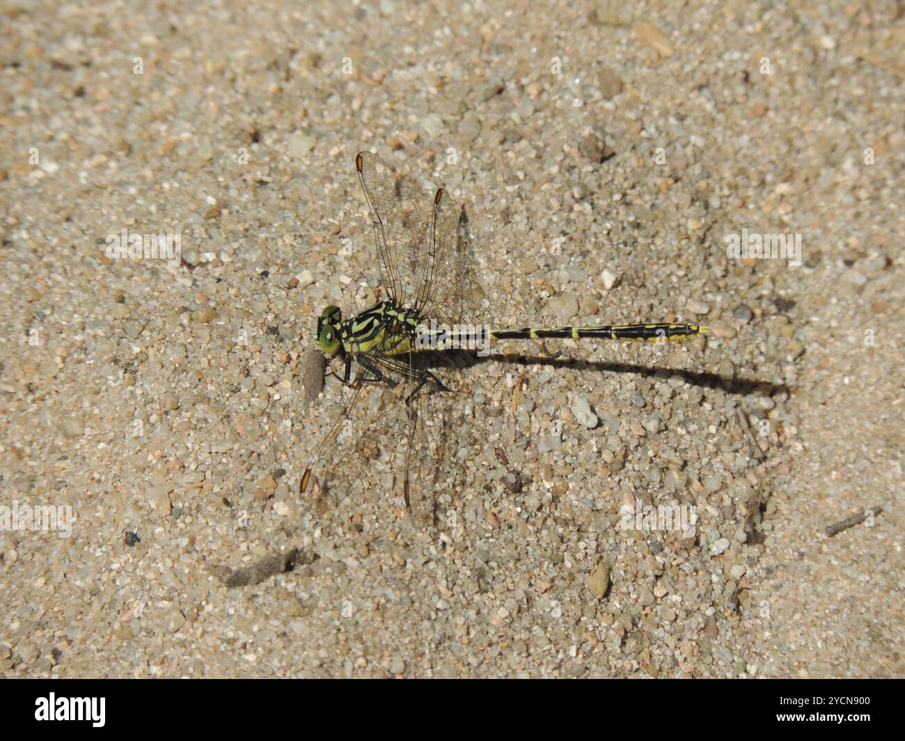 Hunter a strisce gialle (Austrogomphus guerini) Insecta Foto Stock
