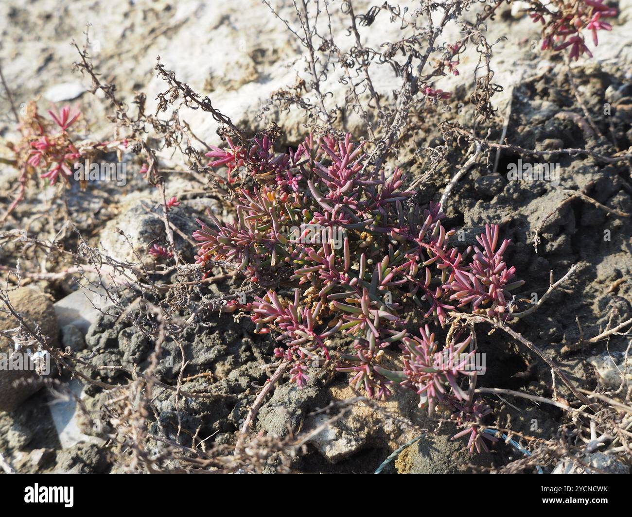 Alghe erbacee (Suaeda maritima) Plantae Foto Stock