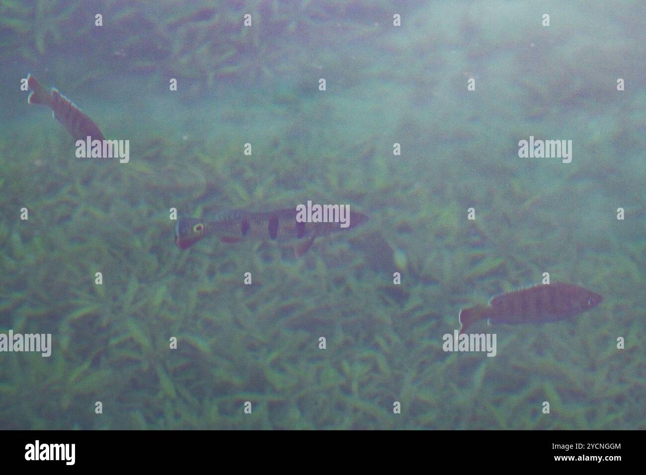 Butterfly Peacock Bass (Cichla ocellaris) Actinopterygii Foto Stock