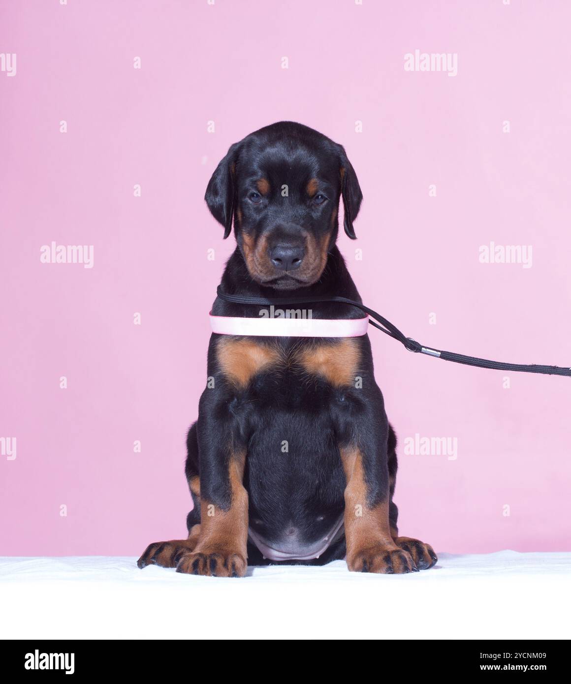 Cucciolo con cintura rosa Foto Stock