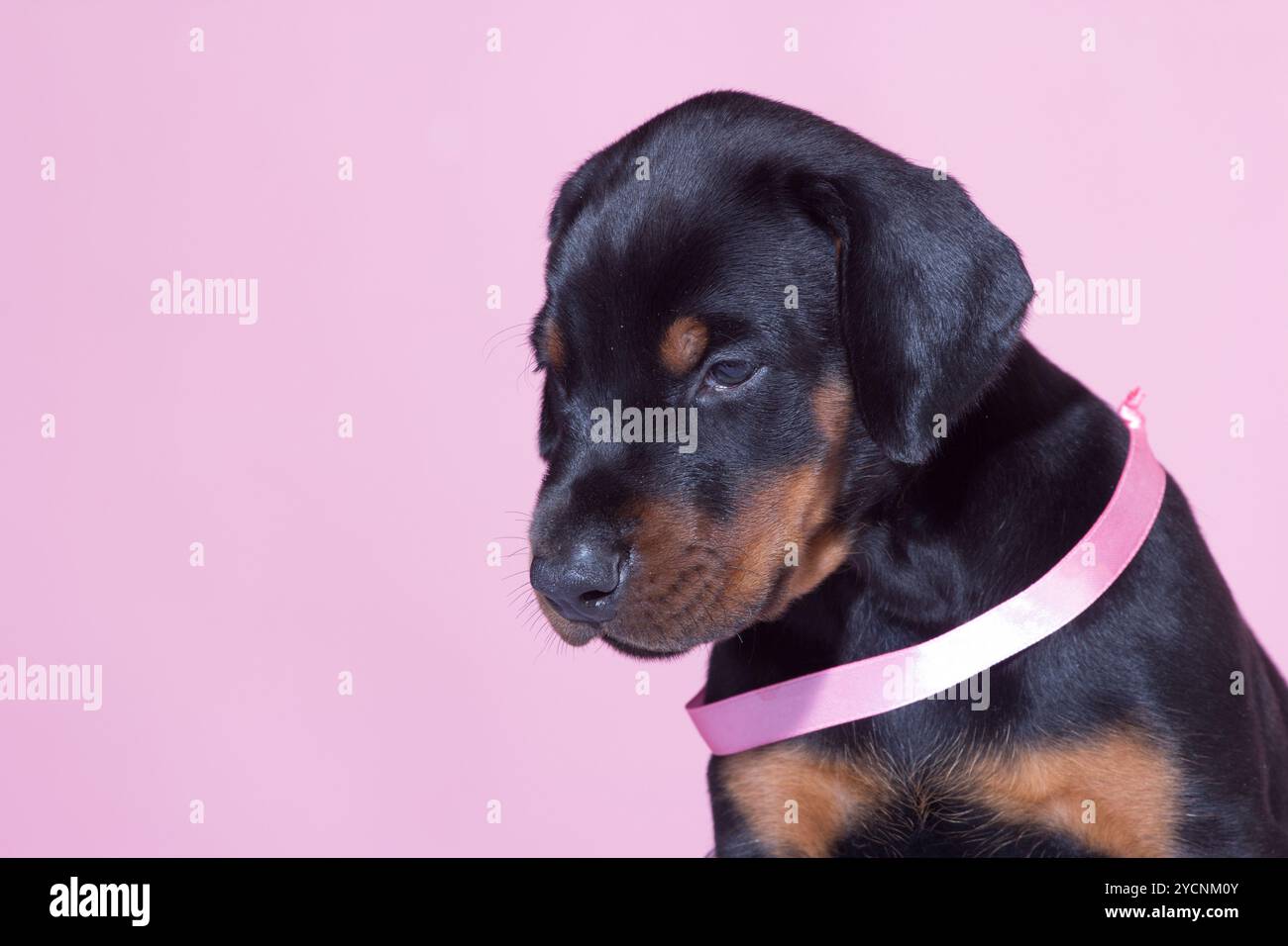 Ritratto di Puppy con cintura rosa su sfondo rosa Foto Stock