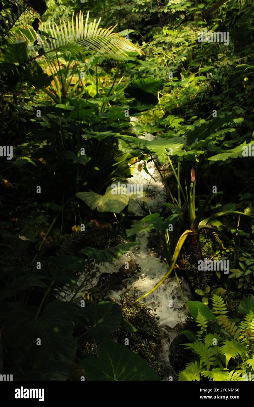 Eden Project, acqua in corsa, Cornovaglia Foto Stock