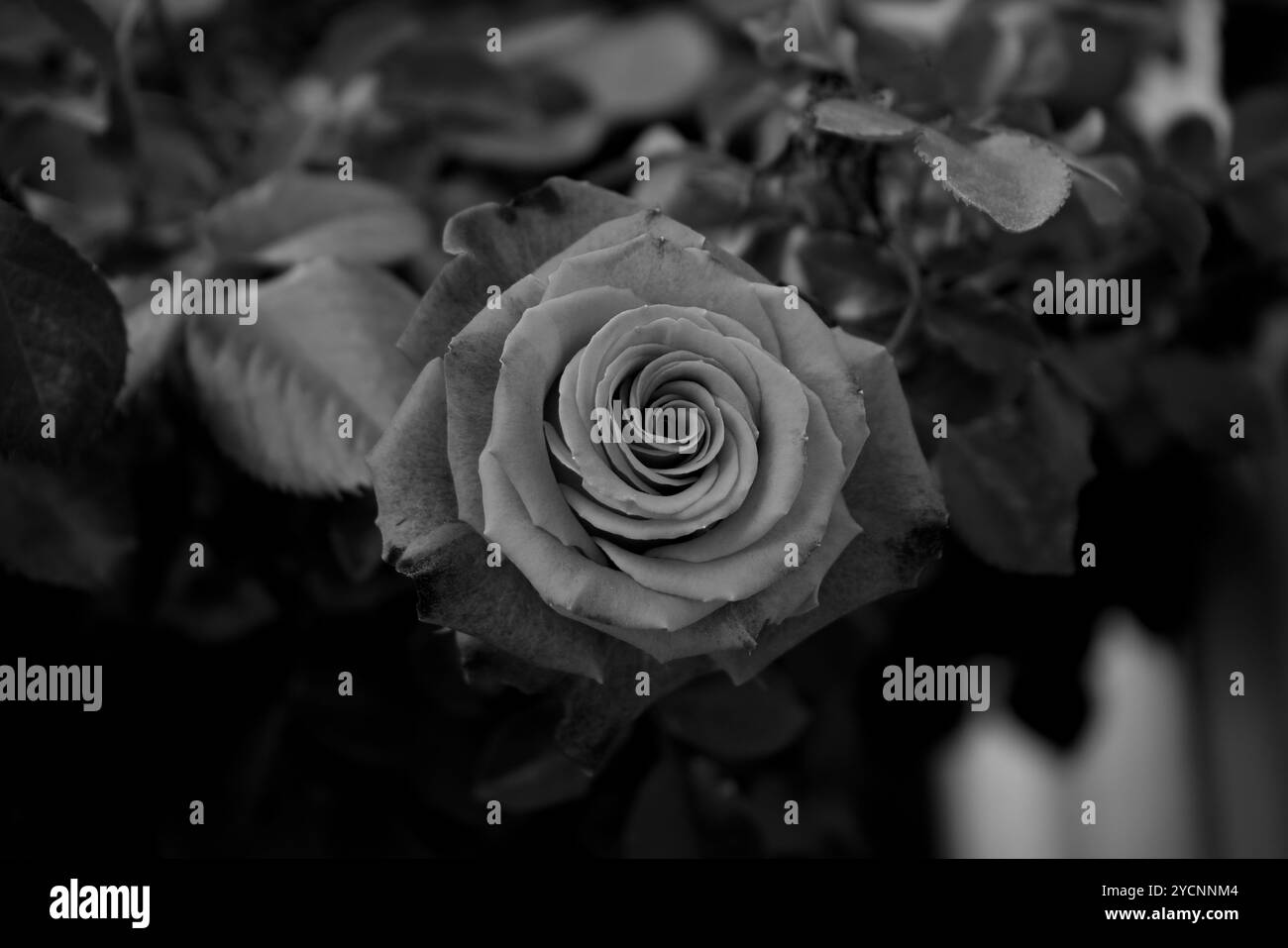 Una foto artistica in bianco e nero di una rosa su sfondo scuro Foto Stock