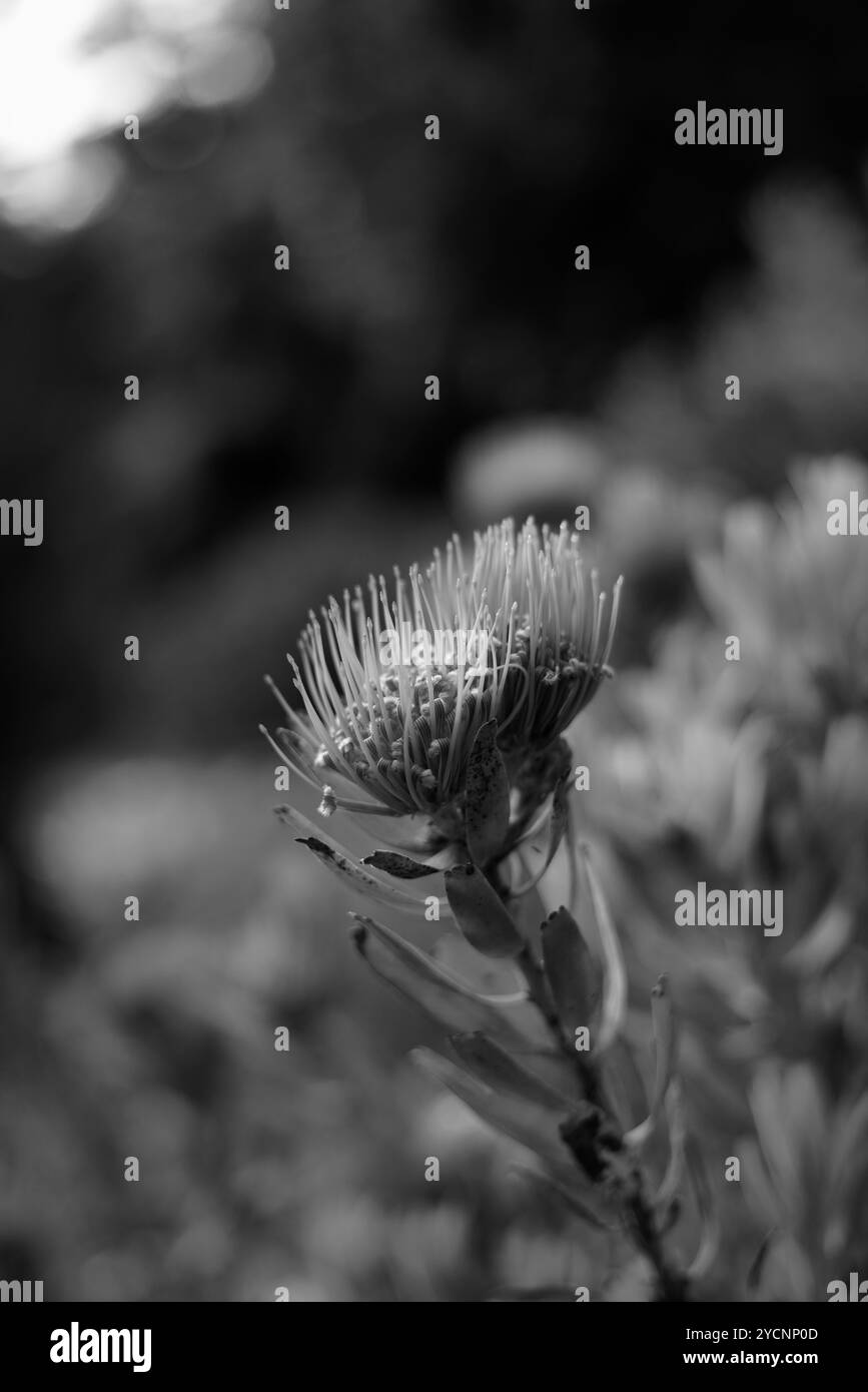 Un quadro artistico monocromatico del fiore di Leucospermum cordifolium Foto Stock