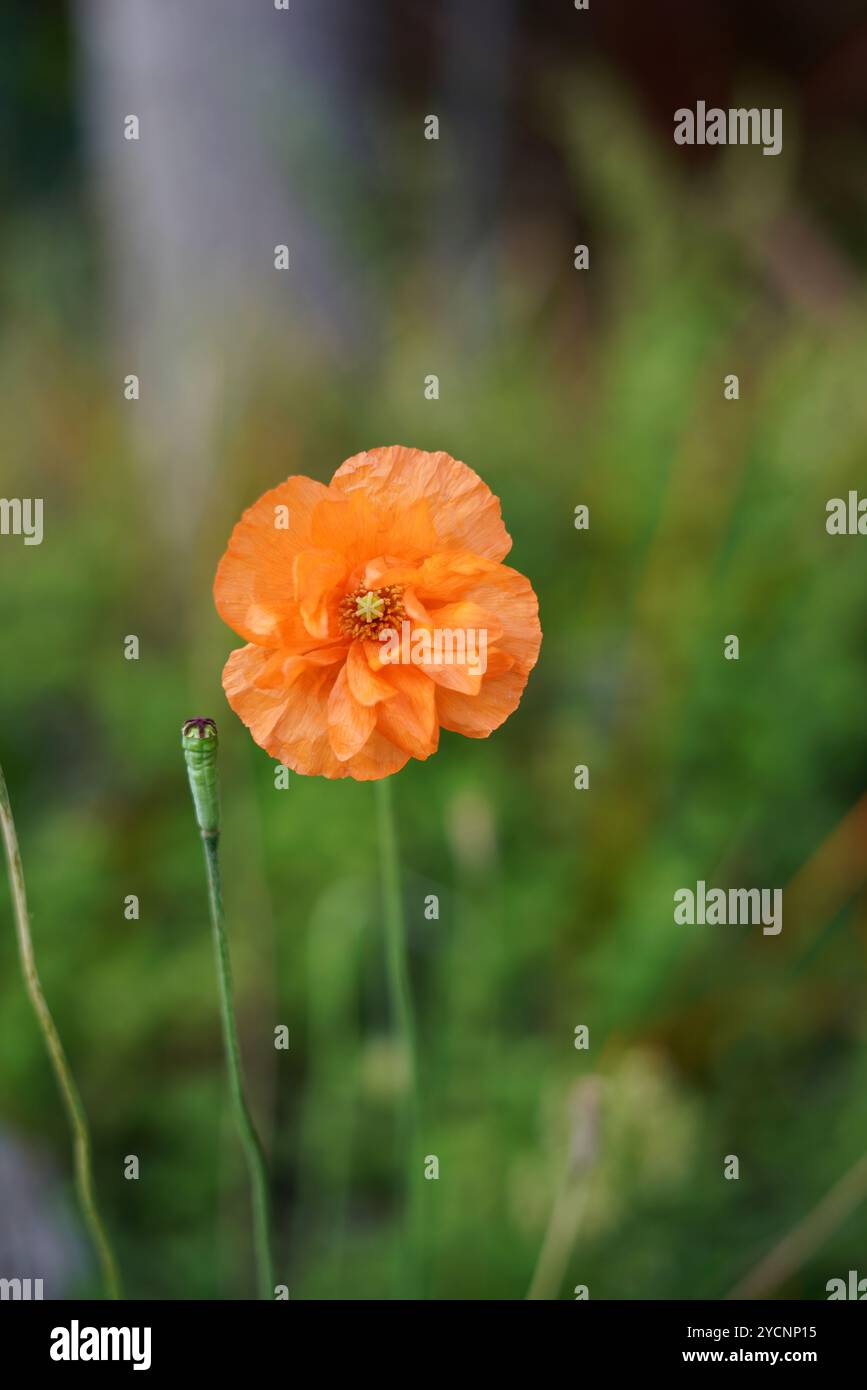 Un vivace papavero arancione che si erge alto in un rango Foto Stock