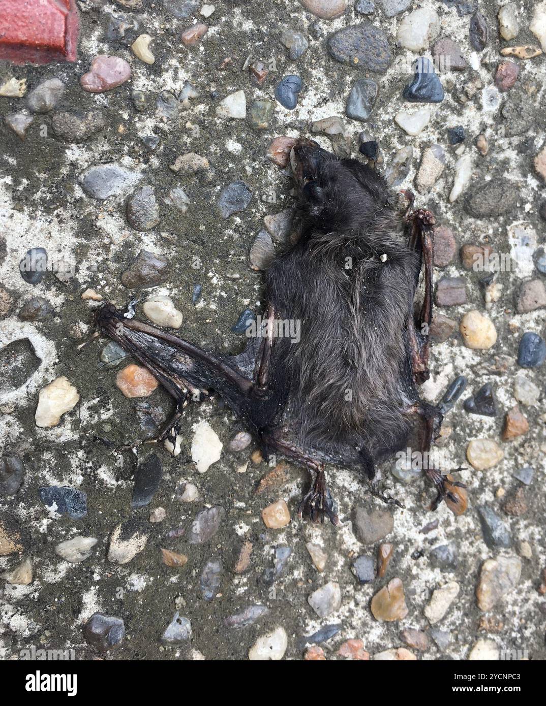 Mammalia (Phyllostomidae): Pipistrelli dal naso foglia del nuovo mondo Foto Stock