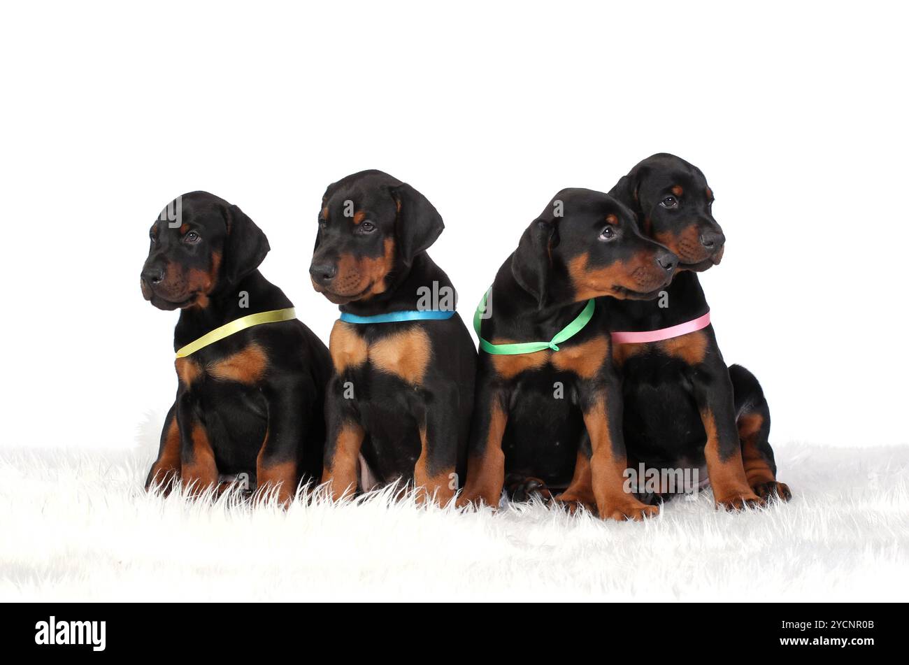 Gruppo di cuccioli di dobermann Foto Stock