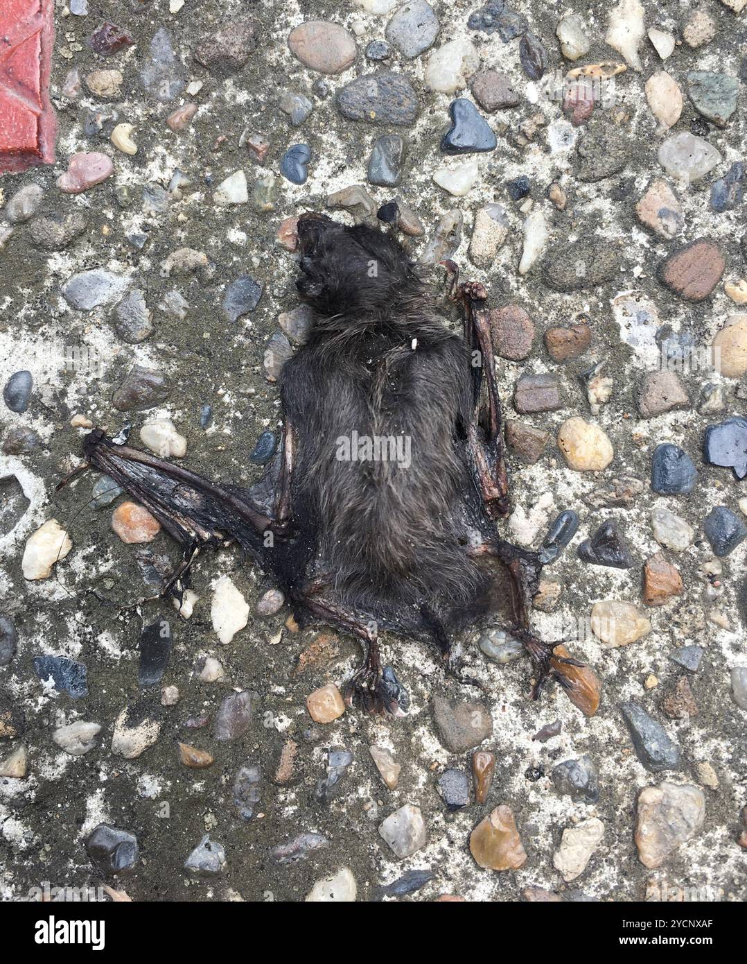 Mammalia (Phyllostomidae): Pipistrelli dal naso foglia del nuovo mondo Foto Stock