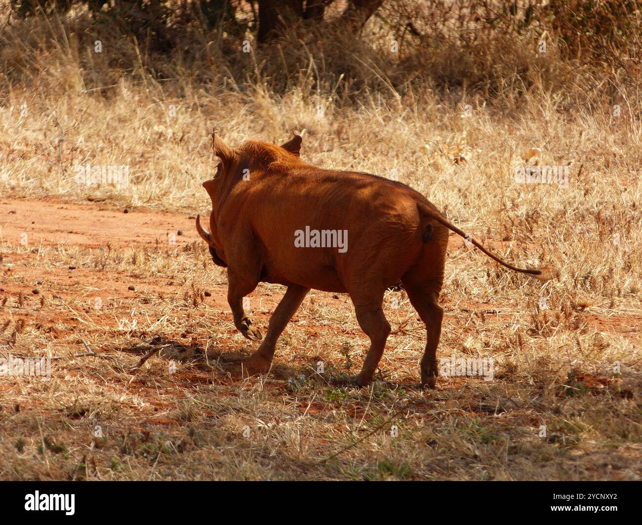 Warthog somalo (Phacochoerus aethiopicus delamerei) Mammalia Foto Stock