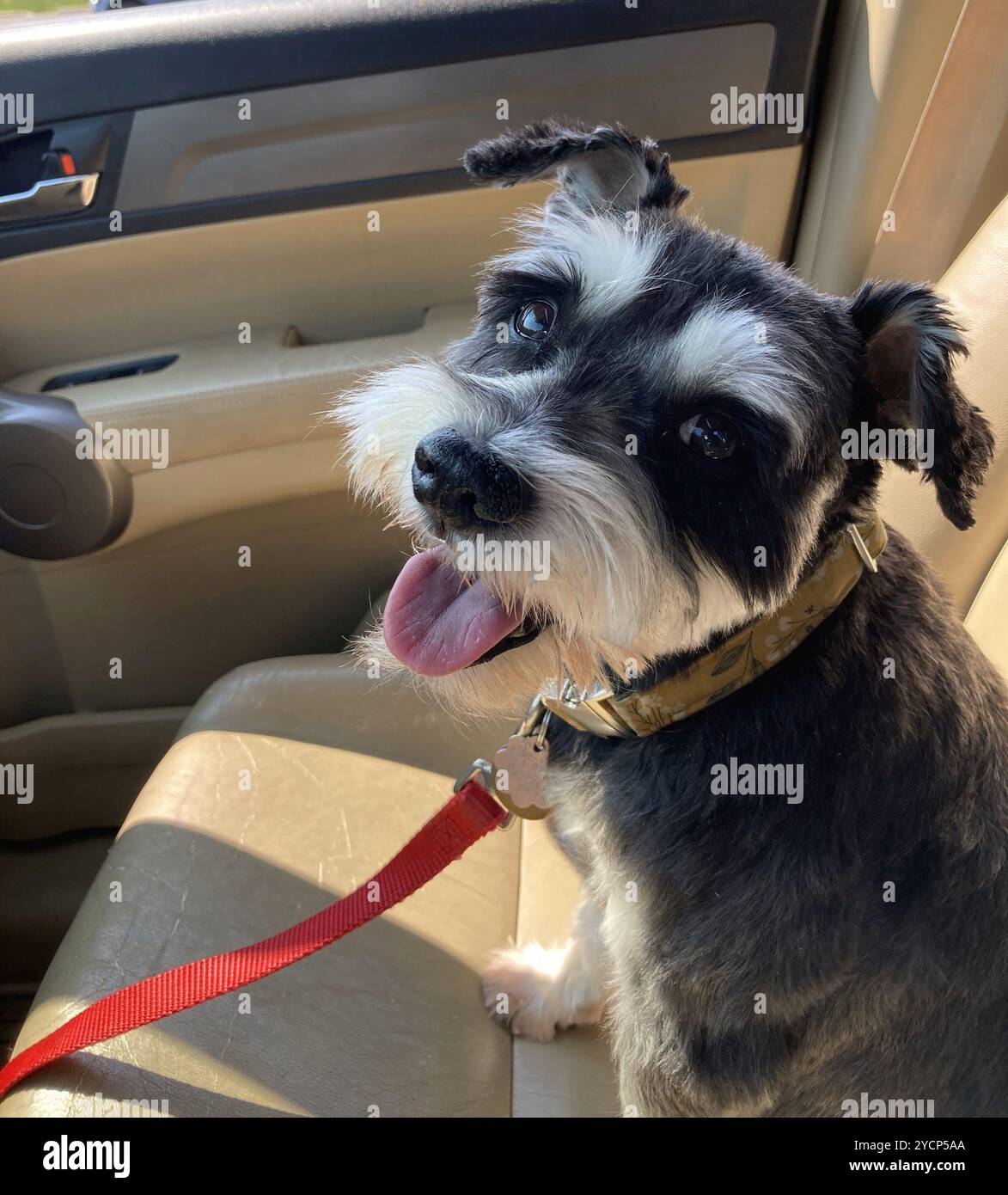 piccolo cane sul sedile anteriore dell'auto Foto Stock