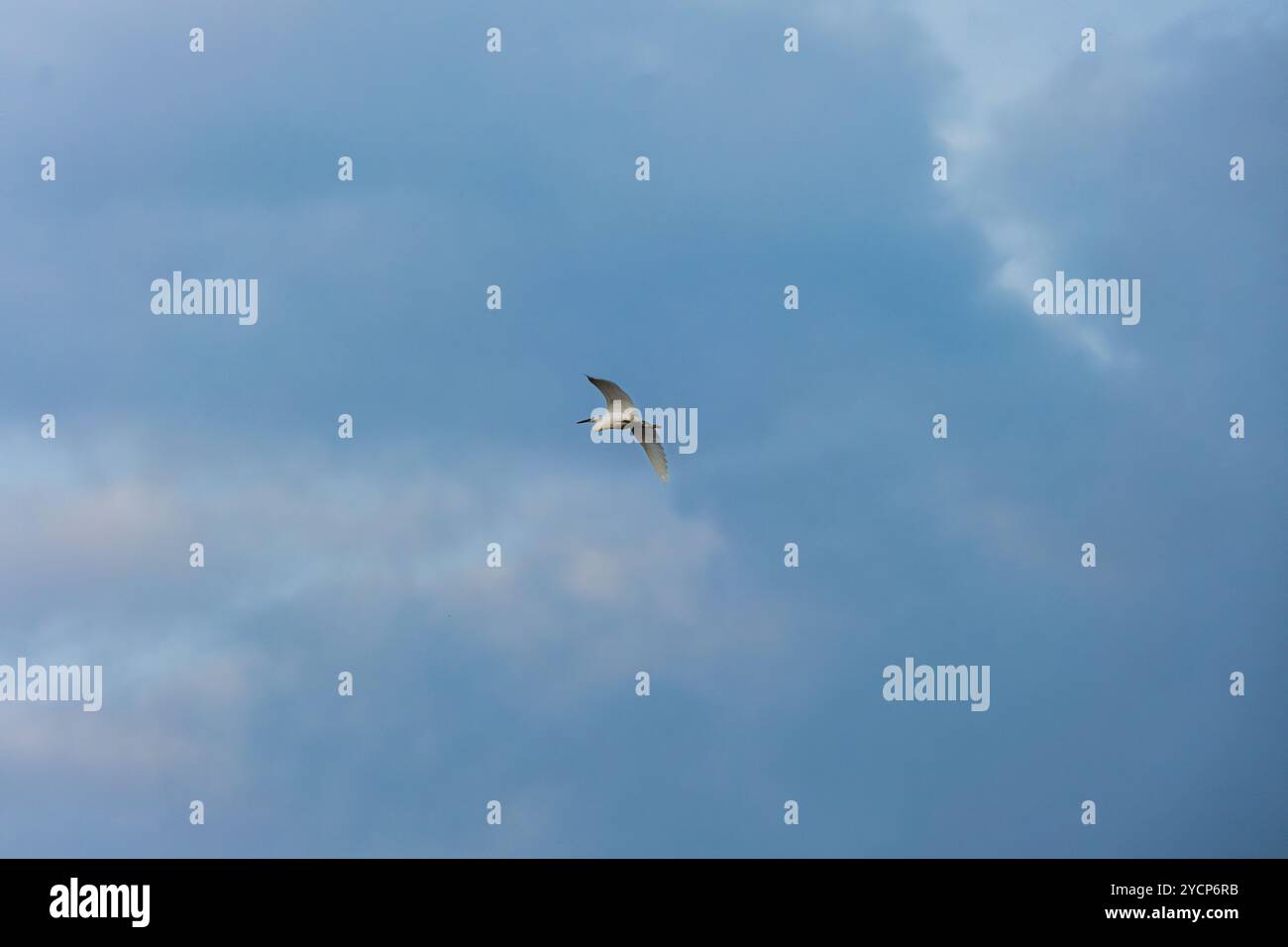 Un uccello di Heron che vola attraverso un cielo blu pieno di nuvole bianche. L'uccello ha un corpo lungo e snello e le ali, e sembra scivolare senza sforzo Foto Stock