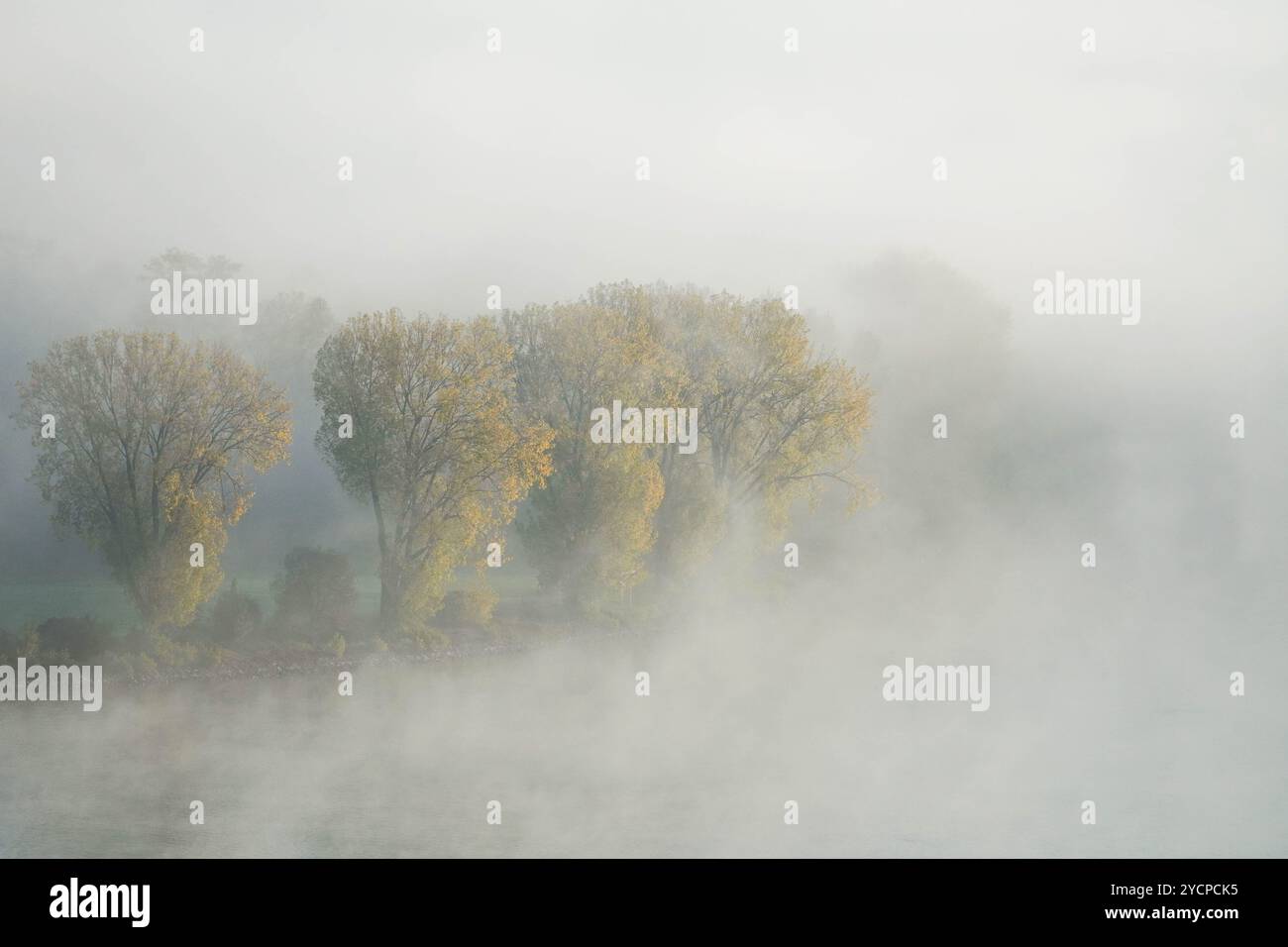 Magonza, Renania Palatinato, Germania. 23 ottobre 2024. Gli alberi dai colori autunnali si vedono nella nebbia sulle rive del Reno a Magonza, in Germania, all'alba. (Immagine di credito: © Matias Basualdo/ZUMA Press Wire) SOLO PER USO EDITORIALE! Non per USO commerciale! Foto Stock