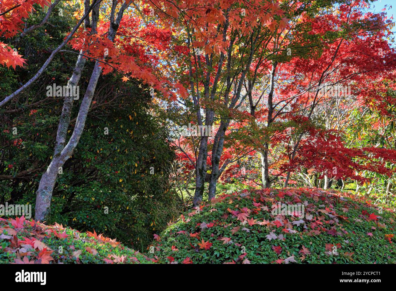 Sotto un baldacchino di rosso in autunno Foto Stock