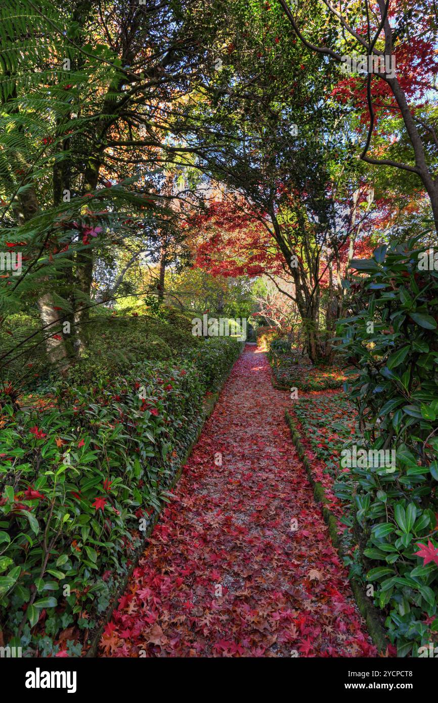 Il tappeto rosso della natura. Percorso in autunno Foto Stock