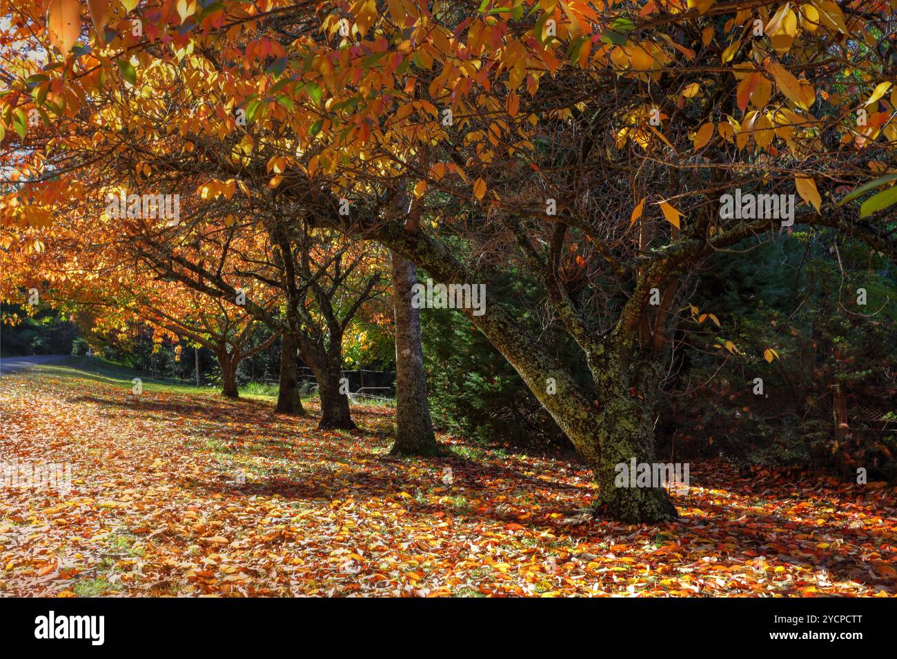 Colori autunnali in alberi Foto Stock