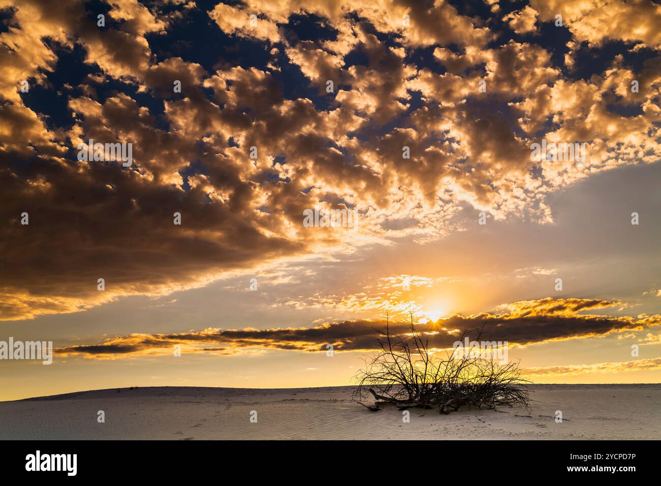 SENTIERO NATURALE DUNE LIFE WHITE SANDS NATIONAL PARK ALAMOGORDO NEW MEXICO USA Foto Stock