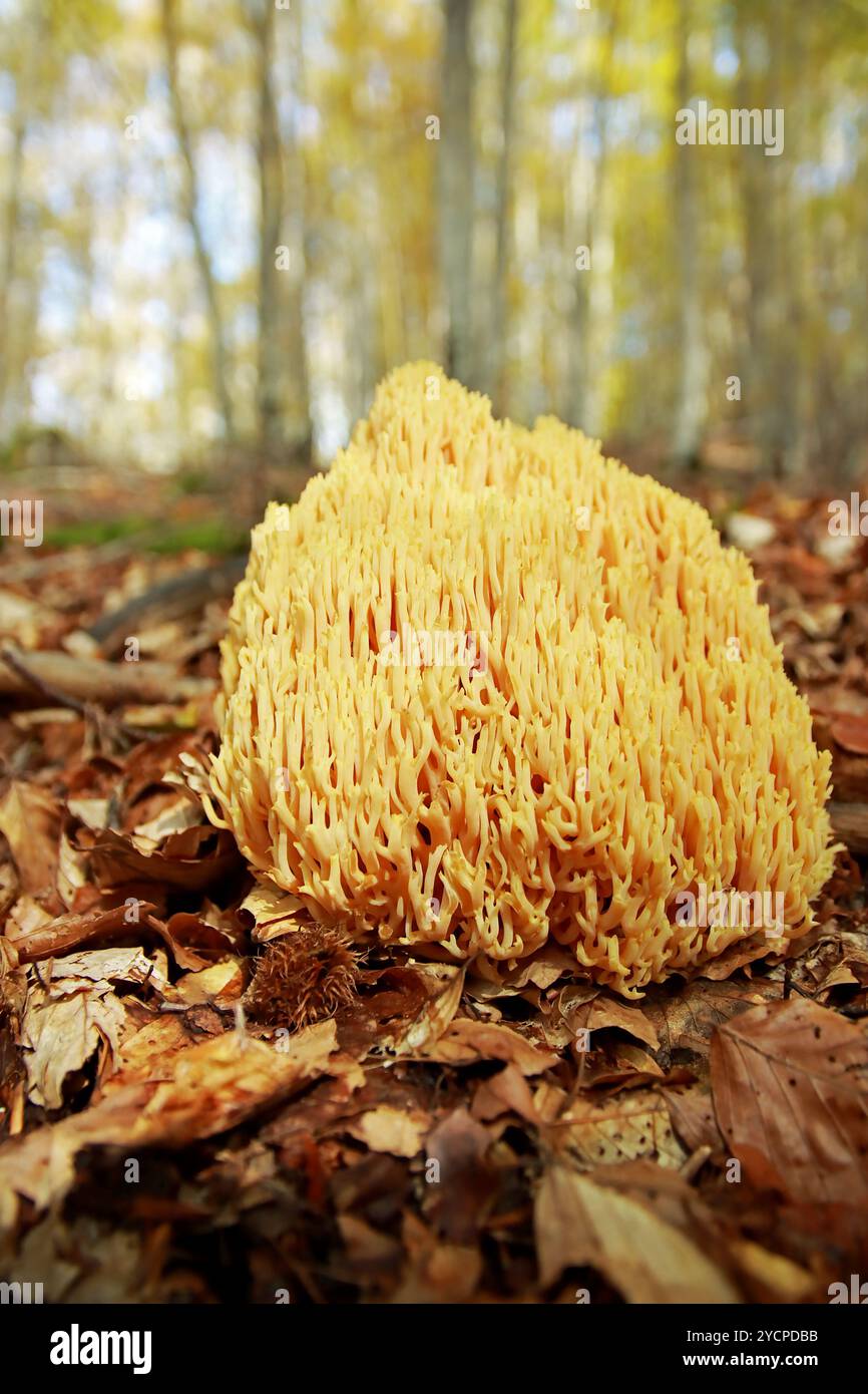 Fungo corallino rigoroso - Ramaria Strica Foto Stock