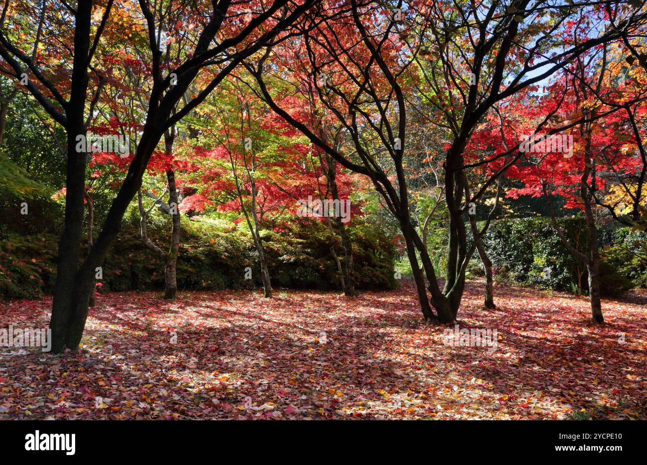 In autunno gli alberi e le foglie Foto Stock