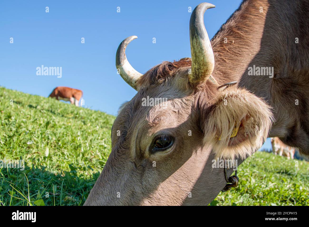Bestiame che pascolano in un campo non lontano da Ramisgummen a Eggiwil, in Svizzera Foto Stock