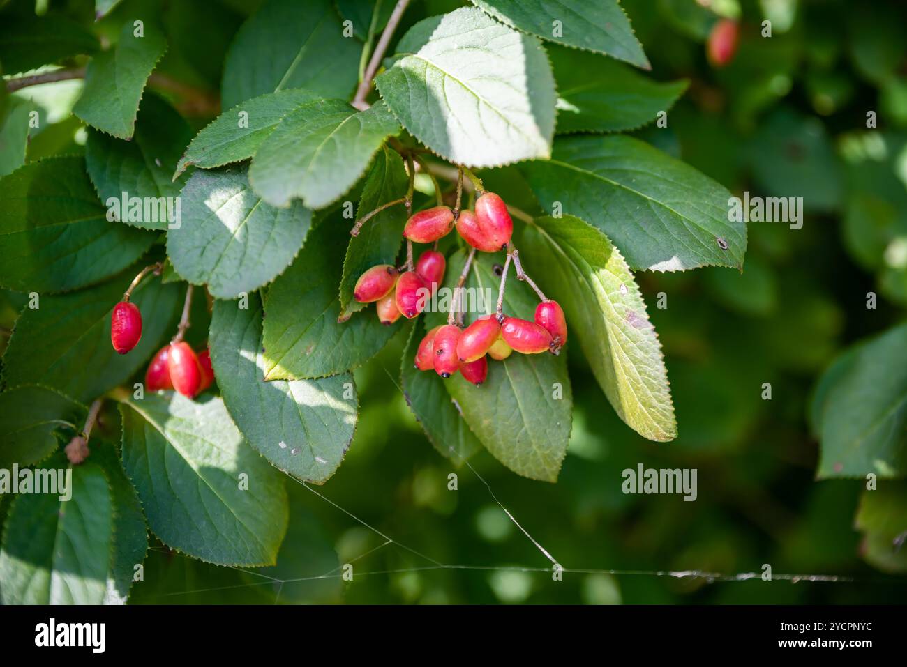 Viburnum burjaeticum bacche crescono in Estremo Oriente russo Foto Stock