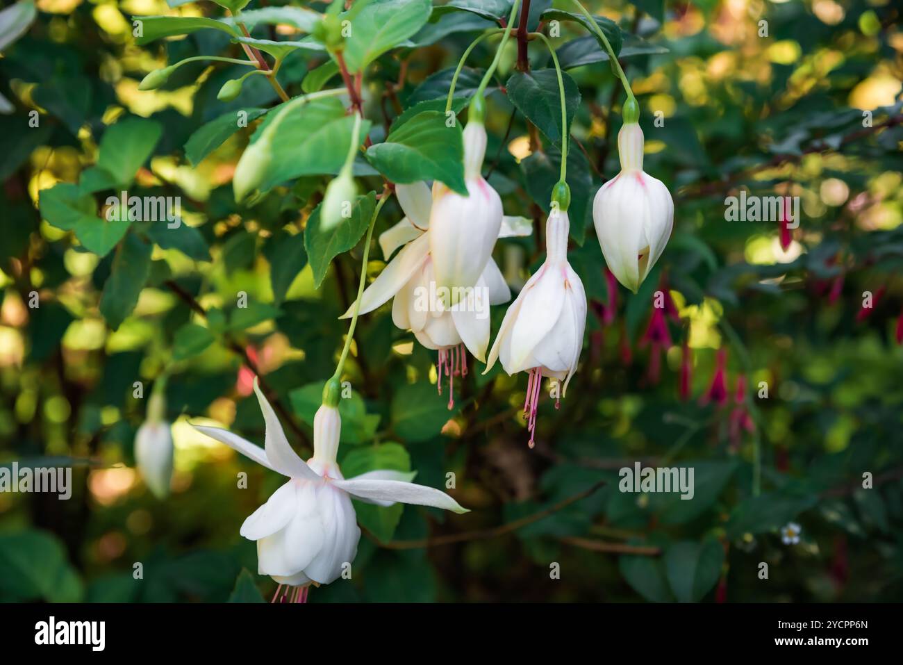 Fiore di Marshmallow rosa fucsia bianca che cresce nell'Estremo Oriente della Russia Foto Stock